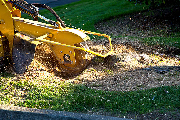 Why Choose Our Tree Removal Services in Delaware City, DE?