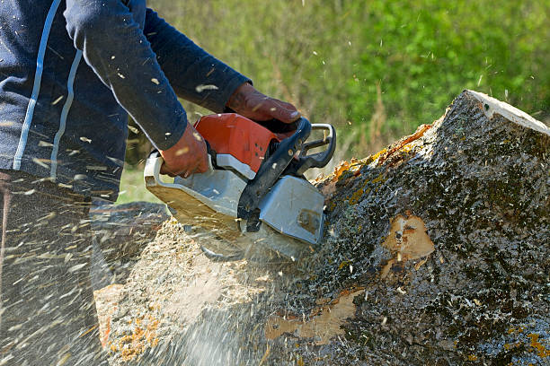 Best Tree Removal  in Laware City, DE